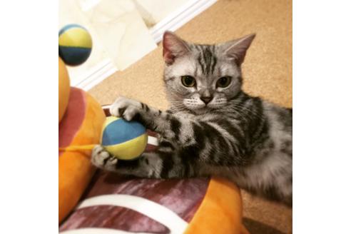 販売中のアメリカンショートヘアの親猫